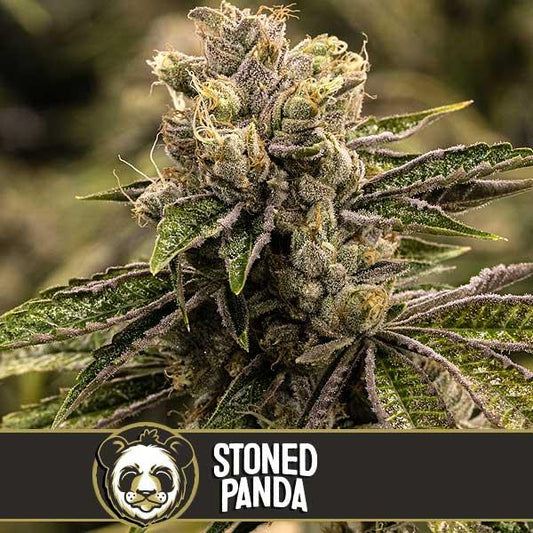 Stoned Panda feminized cannabis seeds hybrid high THC relaxing strain EU
