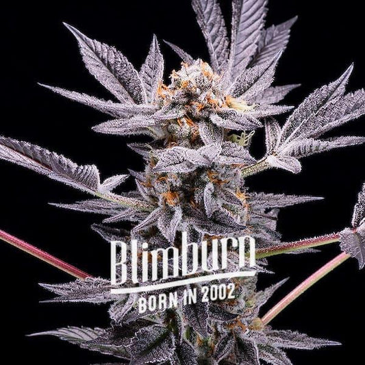 Blimburn Seeds | Zoap | 3 Premium Feminized Seeds - 26% THC - Hybrid