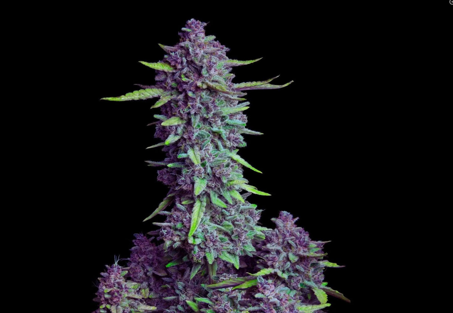 Purple Punch autoflower cannabis seeds indica high THC sweet strain EU