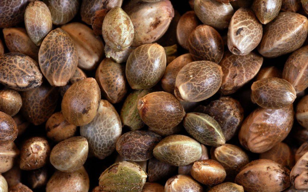autoflower cannabis seeds multi strain pack high yield fast flowering EU