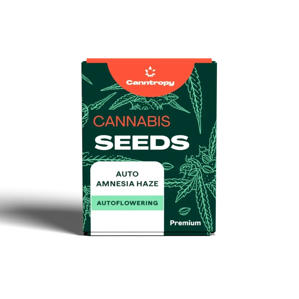Canntropy Seeds | Auto Amnesia Haze | 1 Premium Seed available at Cannabis Clinics Malta