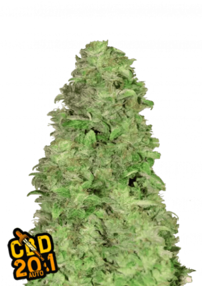 CBD 20:1 Fast Buds' First 100% Medicinal Strain - 1 Seed pack - 20% CBD - Autoflower - D Vape Store