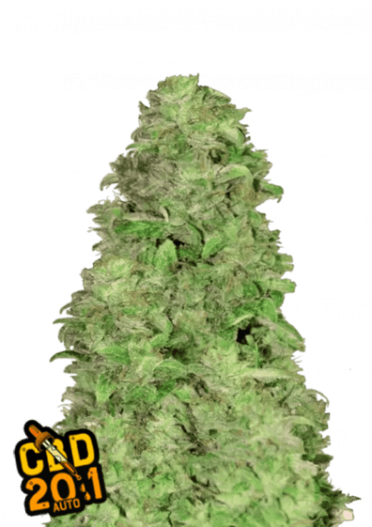 CBD 20:1 Fast Buds' First 100% Medicinal Strain - 1 Seed pack - 20% CBD - Autoflower - D Vape Store