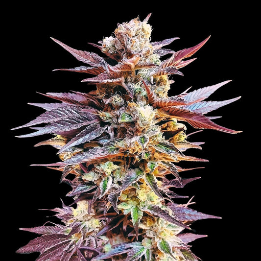 Cherry Pie Autoflower Seeds - Indica - CCM - Buy 4 get 3 Free - D Vape Store