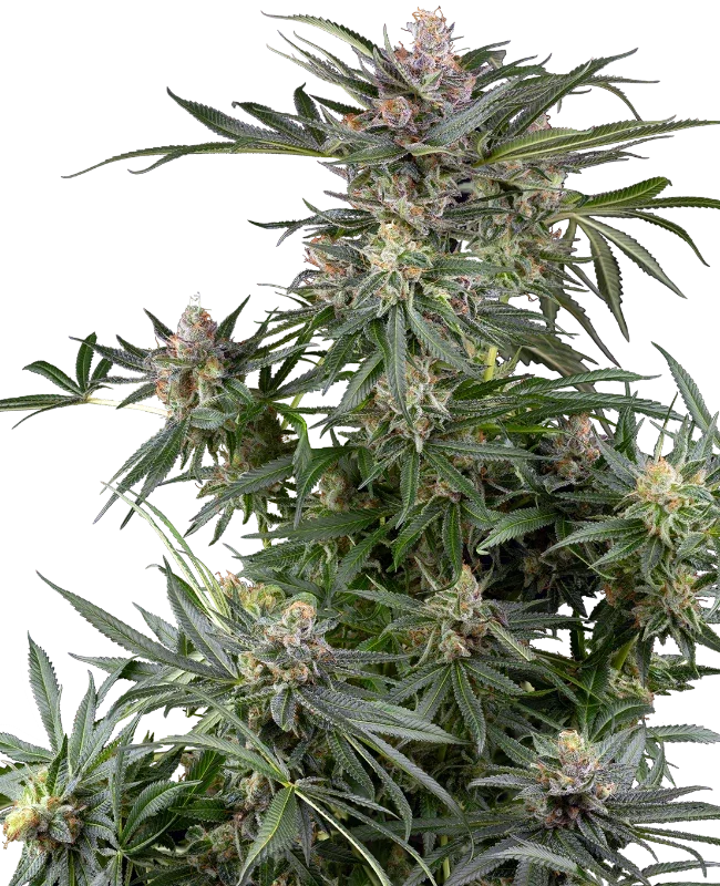 Dosimosa feminized cannabis seeds hybrid high THC premium strain EU