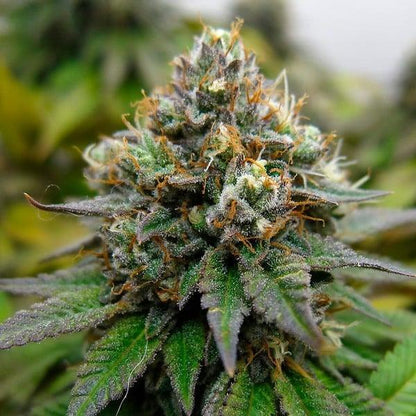 Euphoria Cannabis Seeds: Award-Winning CBD-Rich Hybrid - 1 seed pack