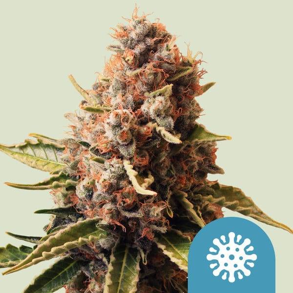CBD rich cannabis seeds Euphoria strain relaxing effects easy grow EU