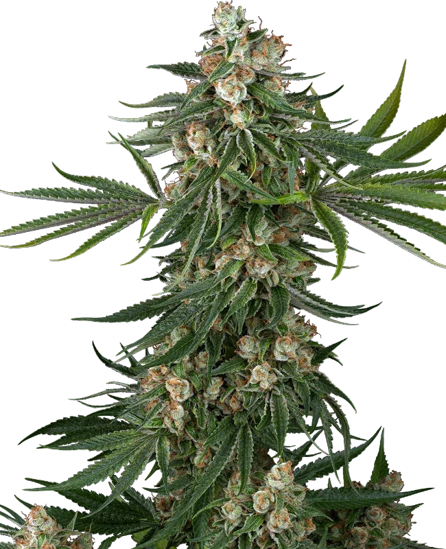 Fallout OG feminized cannabis seeds indica strong relaxing effects EU