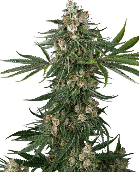 Fallout OG feminized cannabis seeds indica strong relaxing effects EU
