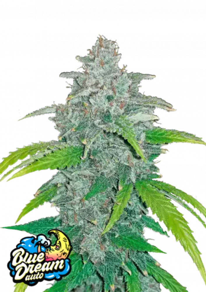 Blue Dream autoflower cannabis seeds sativa easy grow high yield EU