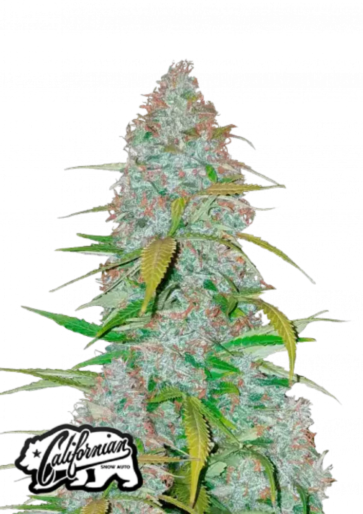 California Snow autoflower cannabis seeds hybrid strong growth fast EU