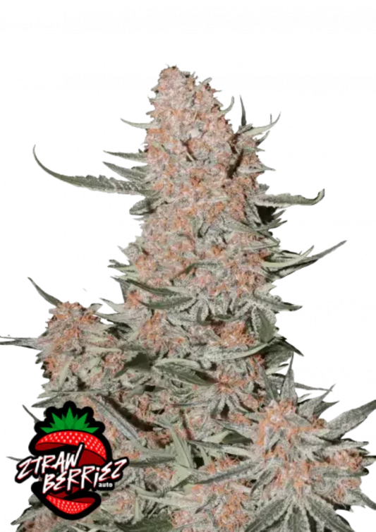 Ztrawberries autoflower cannabis seeds sweet fruity strain fast flowering EU