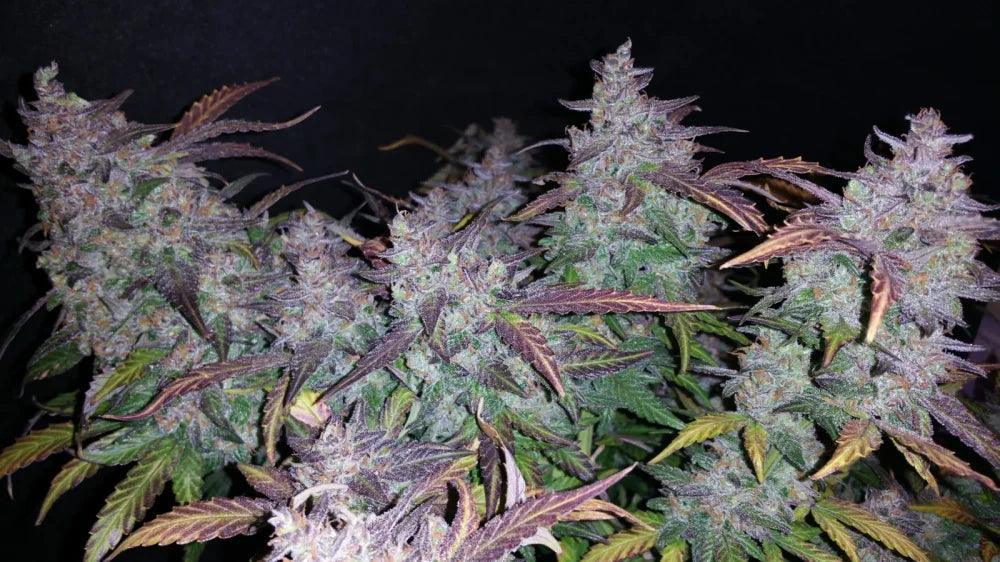 Fastberry autoflower cannabis seeds sweet berry flavour fast growing EU