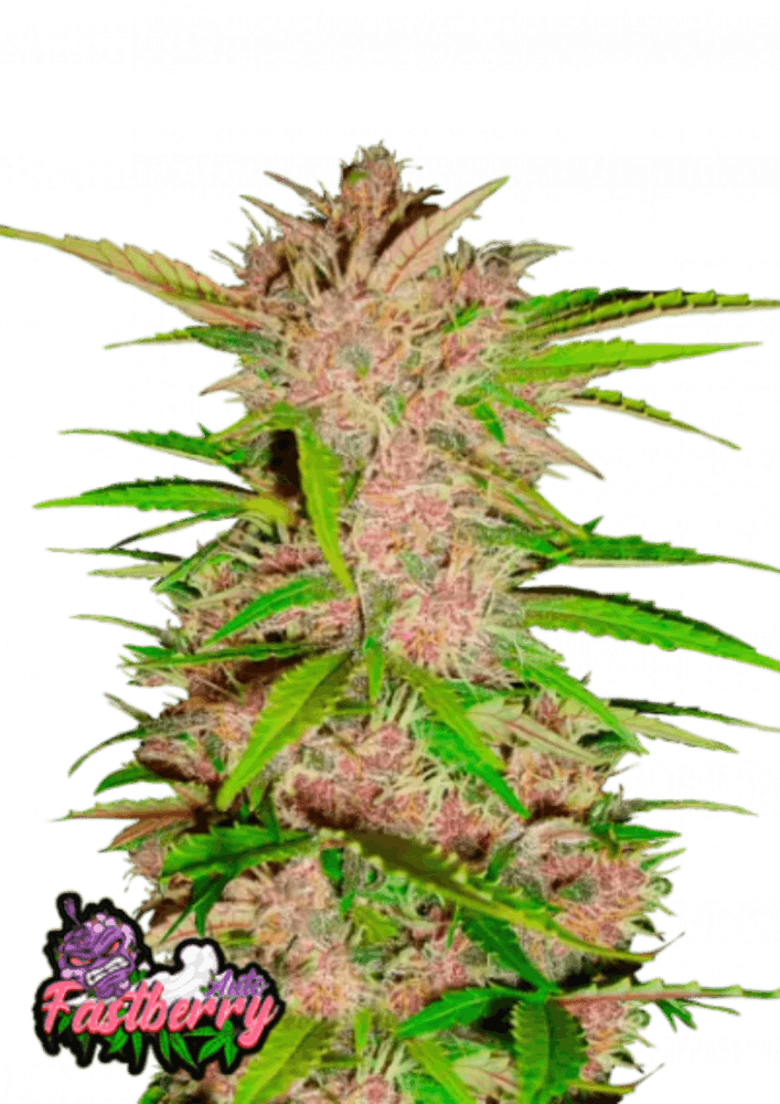 Fastberry auto cannabis seeds indica fruity strain easy grow EU outdoor