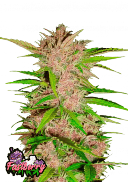 Fastberry auto cannabis seeds indica fruity strain easy grow EU outdoor