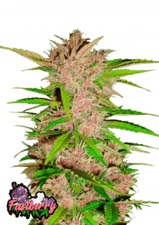 Fastberry auto cannabis seeds indica fruity strain easy grow EU outdoor