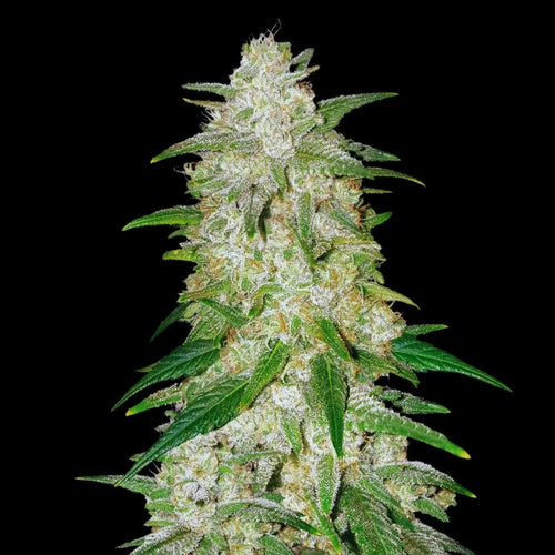 Gelato autoflower cannabis seeds hybrid dessert strain high THC EU grow
