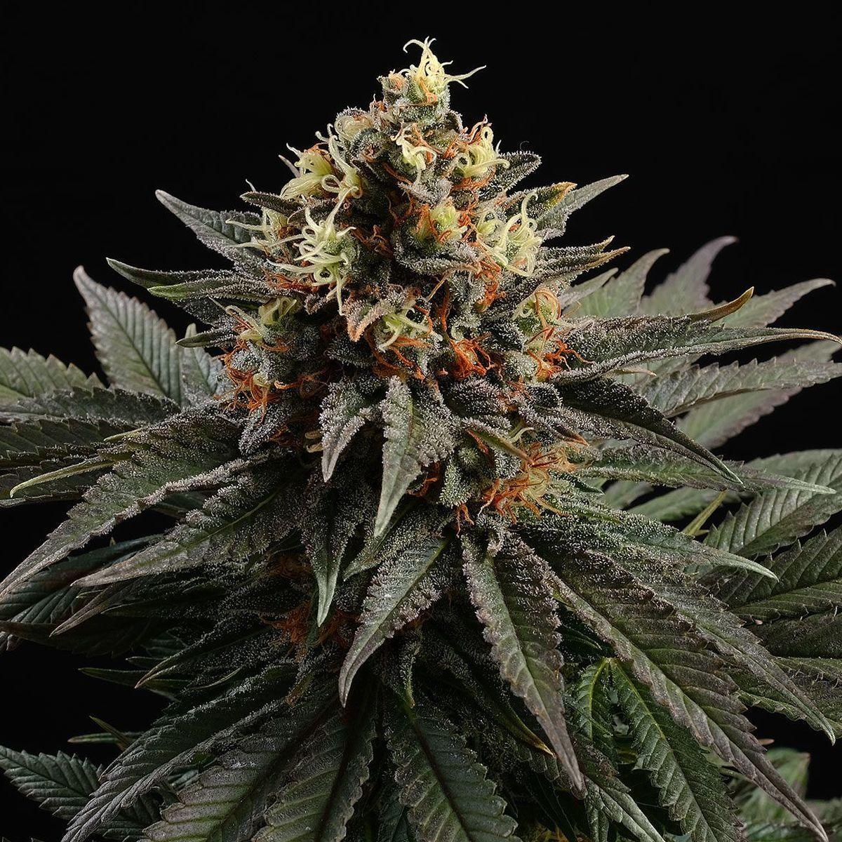 Sativa Dream - 23% THC - Sativa Dominant - early flower