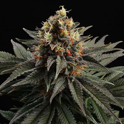 Sativa Dream - 23% THC - Sativa Dominant - early flower