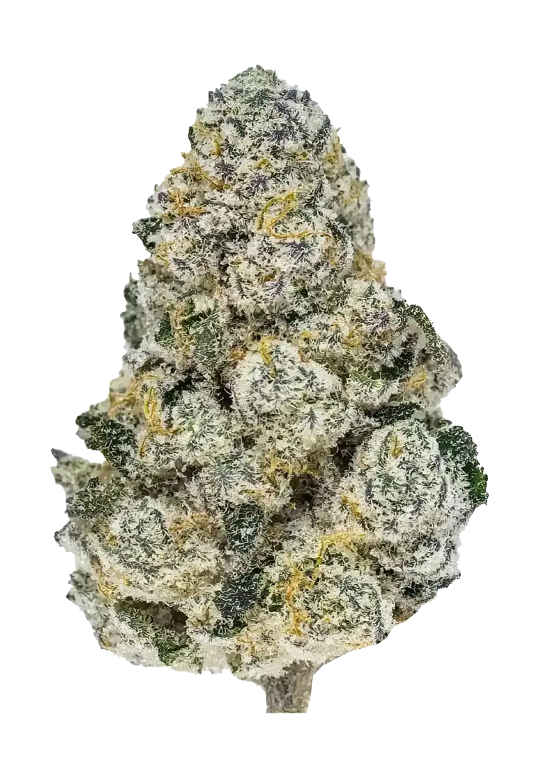 Fast Buds Lemonpaya Feminized Cannabis Seeds – Lemonade x Papaya Hybrid - 1 Seed pack Malta