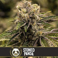 limburn Seeds Stoned Panda Feminised Cannabis Seeds, 3 Seed Pack 