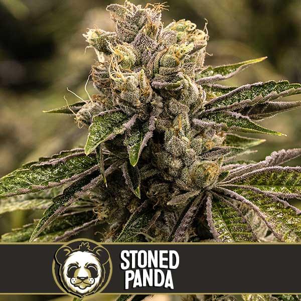 limburn Seeds Stoned Panda Feminised Cannabis Seeds, 3 Seed Pack 