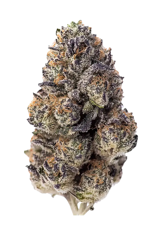 Fast Buds Papaya Sherbet Feminized Cannabis Seeds – Papaya x Sunset Sherbet Hybrid - 1 seed pack