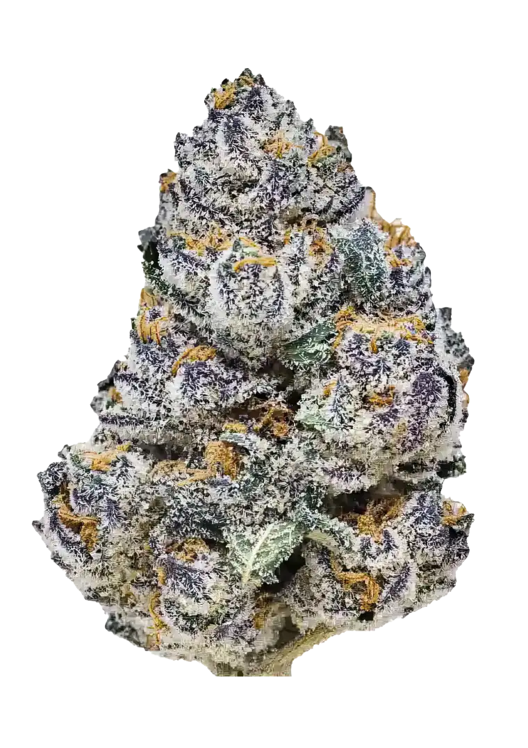 Fast Buds Rainbow Melon Feminized Cannabis Seeds – Melon x Rainbow Chip Hybrid Malta