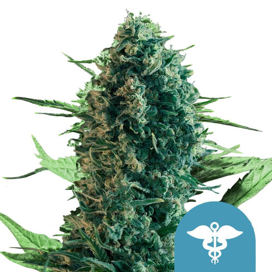 Royal Medic cannabis seeds high CBD low THC balanced hybrid EU grow