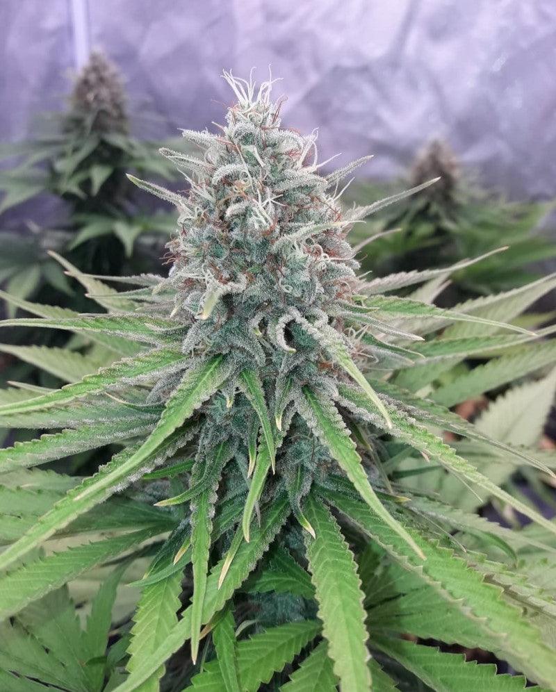 Sativa Dream - 23% THC - Sativa Dominant mid stage flower