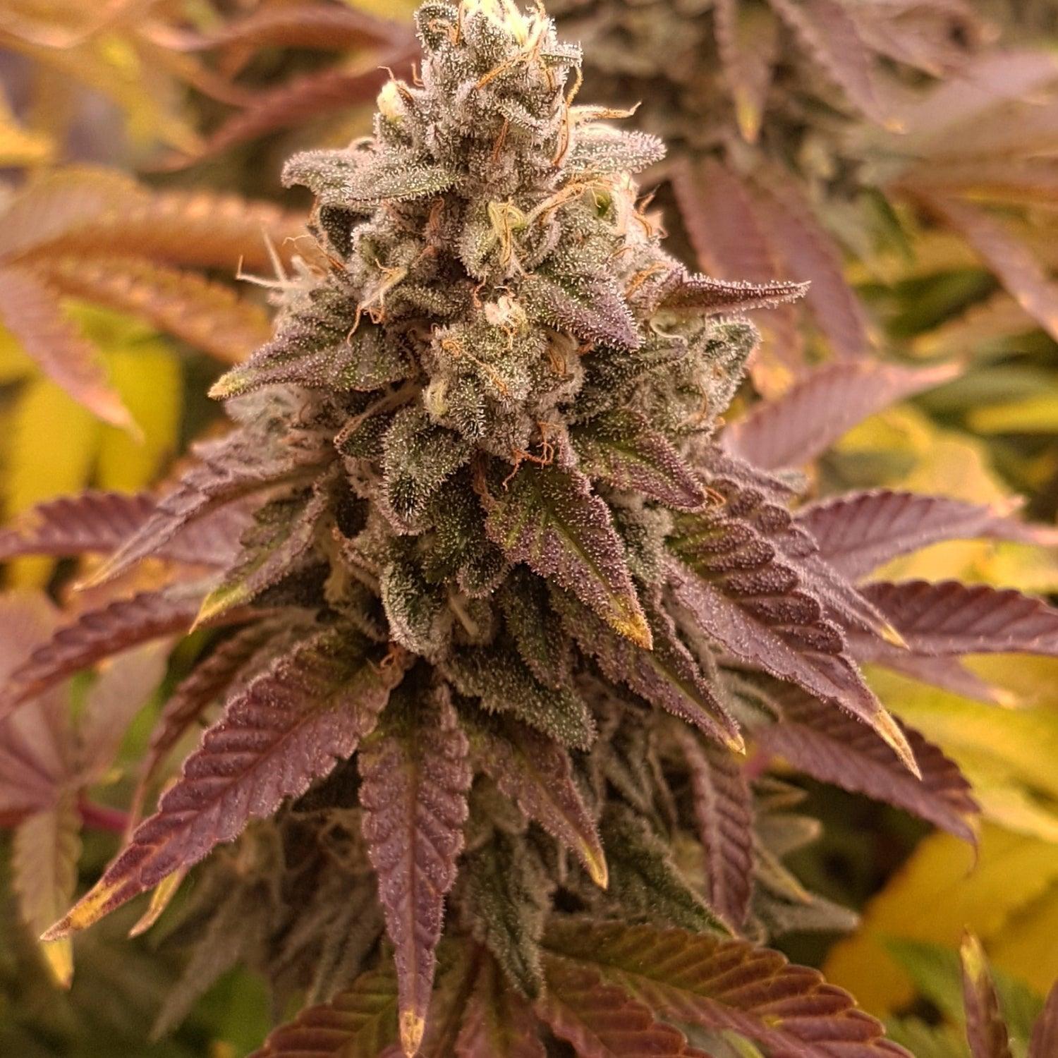 Acapulco Gold cannabis seeds Barneys Farm pack high quality sativa EU