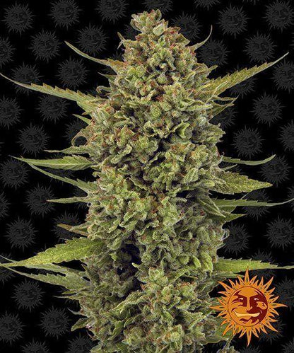 Acapulco Gold cannabis seeds classic sativa strain premium genetics EU