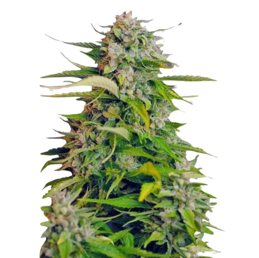 AK Herer fast flowering cannabis seeds sativa hybrid quick grow EU indoor outdoor