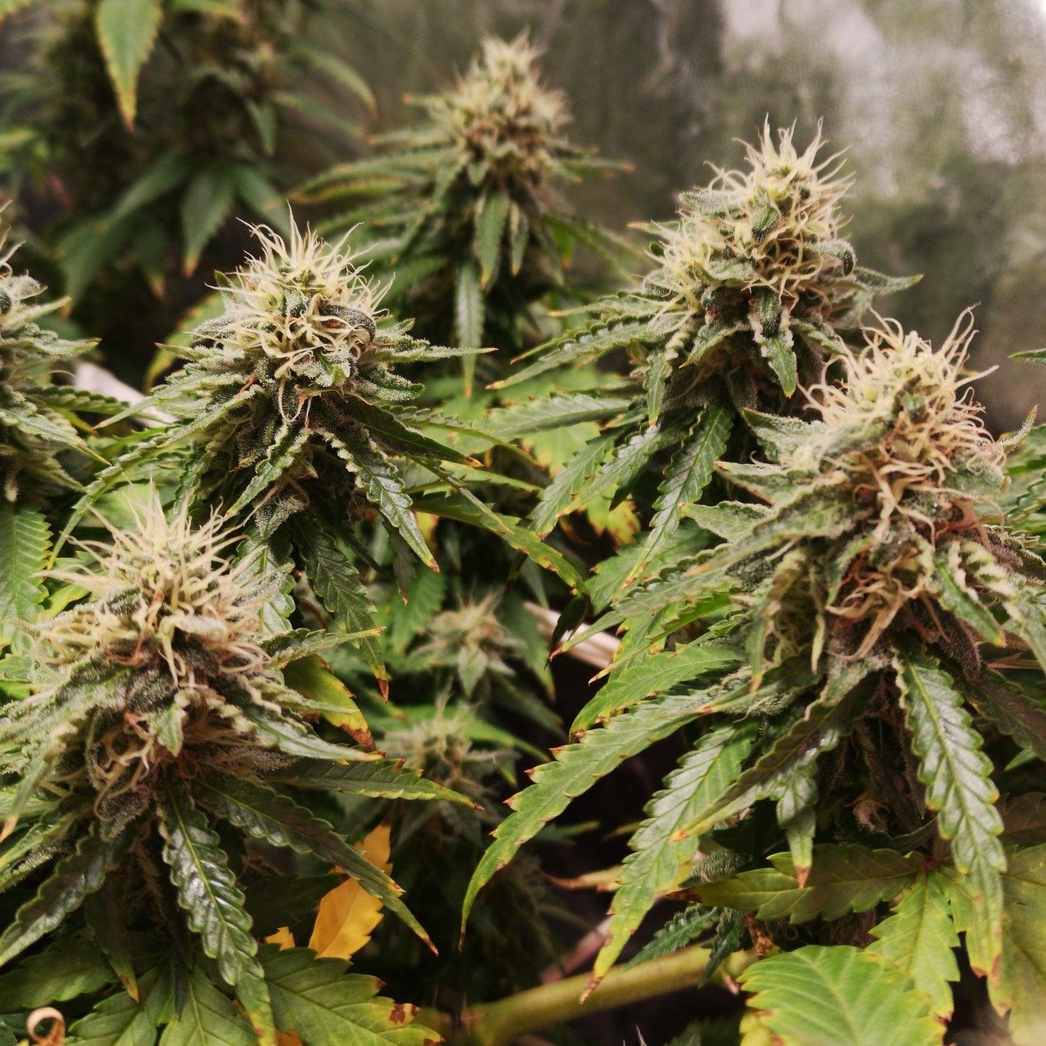 Amnesia Lemon cannabis seeds 21% THC sativa citrus strain EU grow