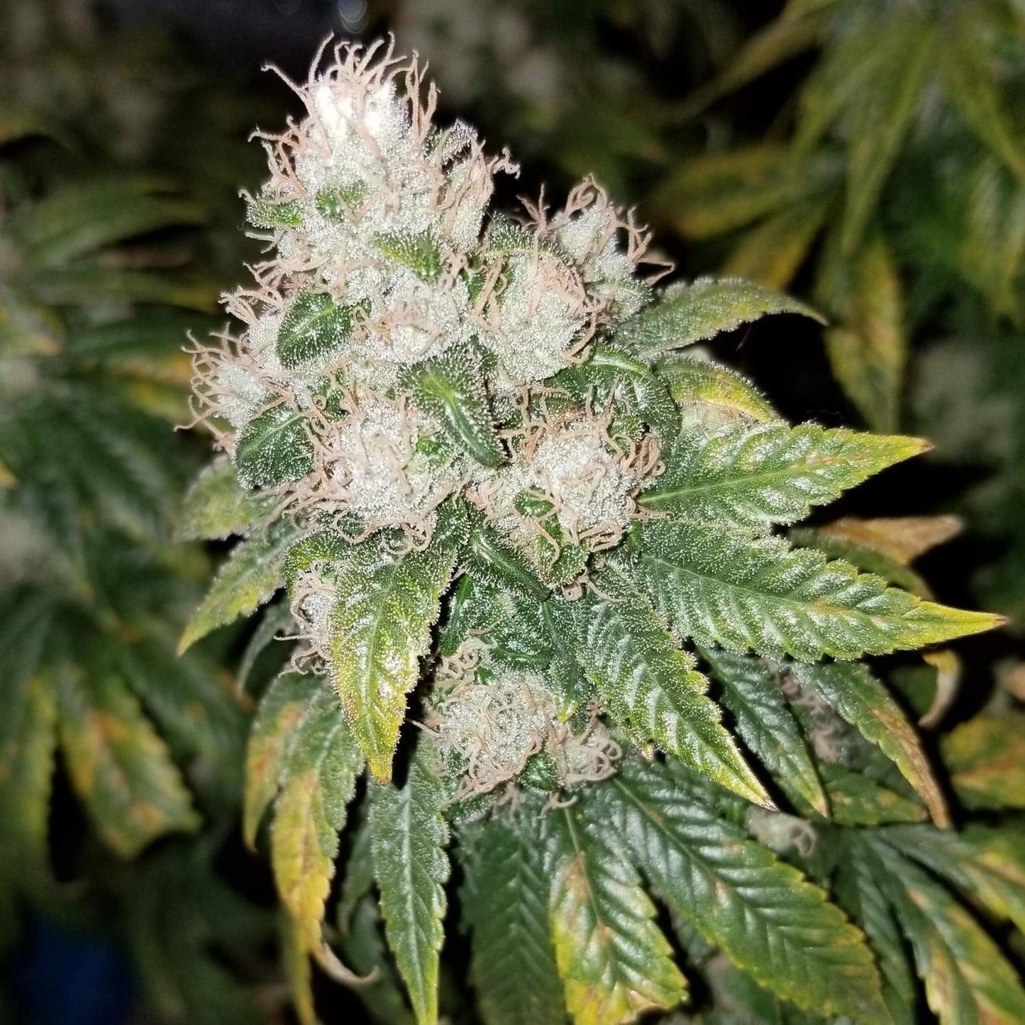 Amnesia Lemon strain cannabis seeds energizing sativa high THC EU
