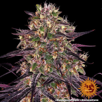 Ayahuasca Purple cannabis seeds indica relaxing strain colorful buds EU