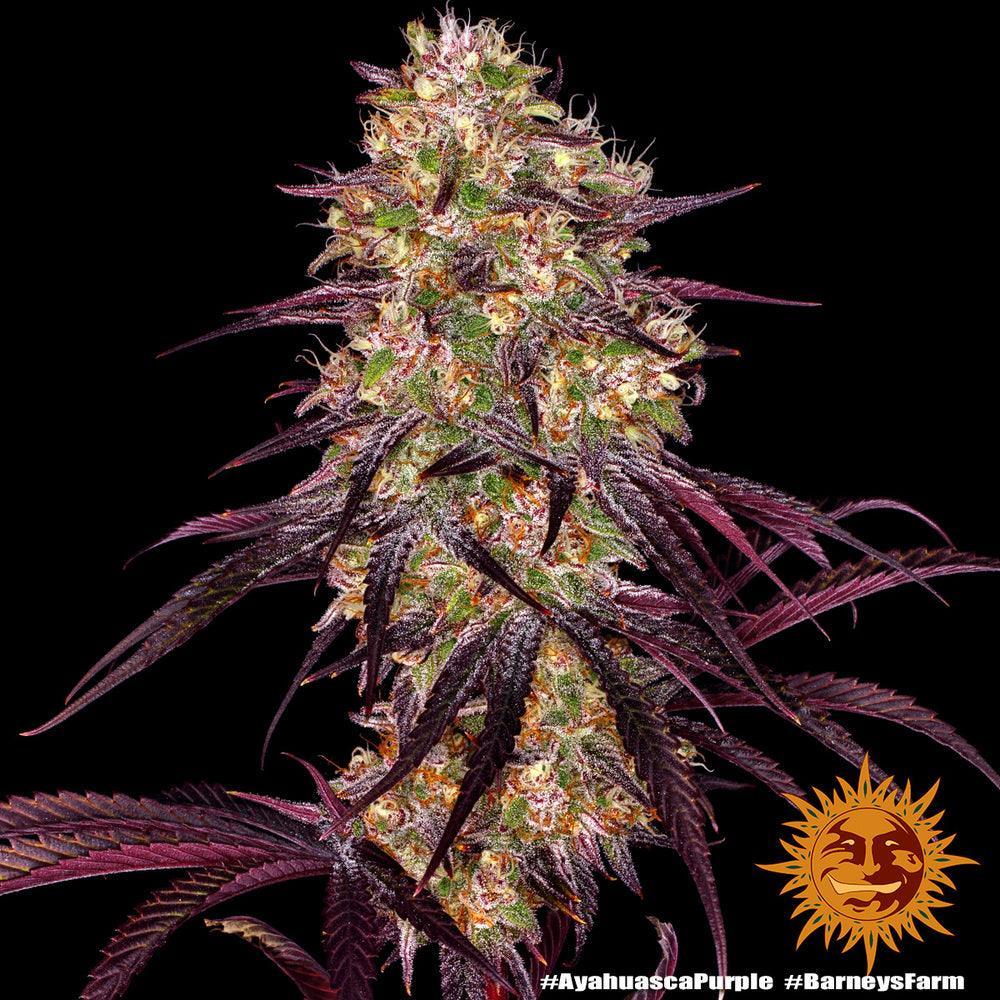 Ayahuasca Purple cannabis seeds indica relaxing strain colorful buds EU