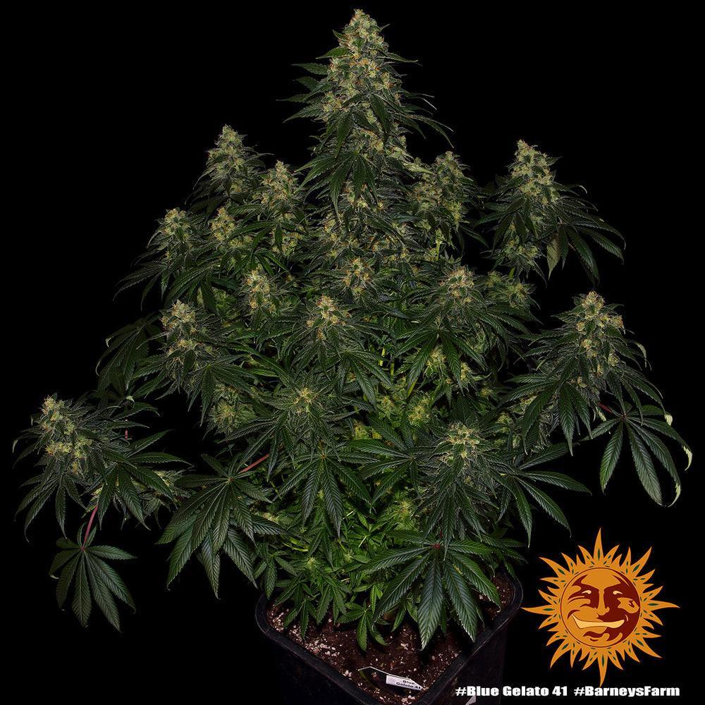 Blue Gelato strain cannabis seeds sweet terpene profile strong genetics EU
