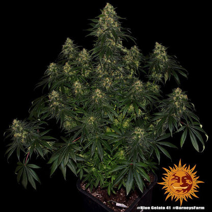 Blue Gelato strain cannabis seeds sweet terpene profile strong genetics EU