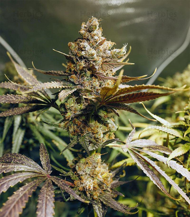 Blueberry OG cannabis seeds indica high THC relaxing strain EU indoor grow