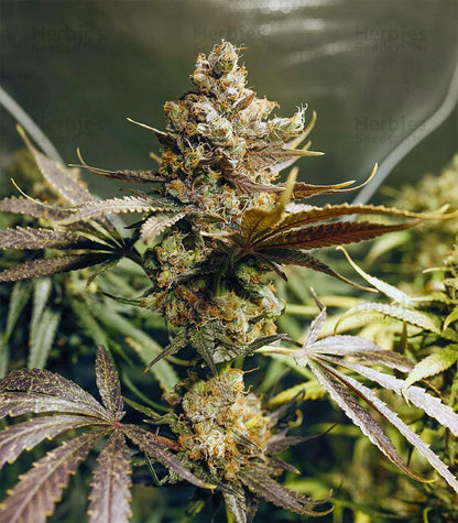 Blueberry OG cannabis seeds indica high THC relaxing strain EU indoor grow