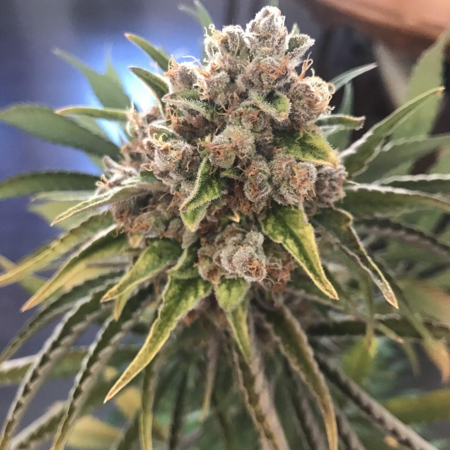 Blueberry OG strain cannabis seeds fruity indica genetics premium EU
