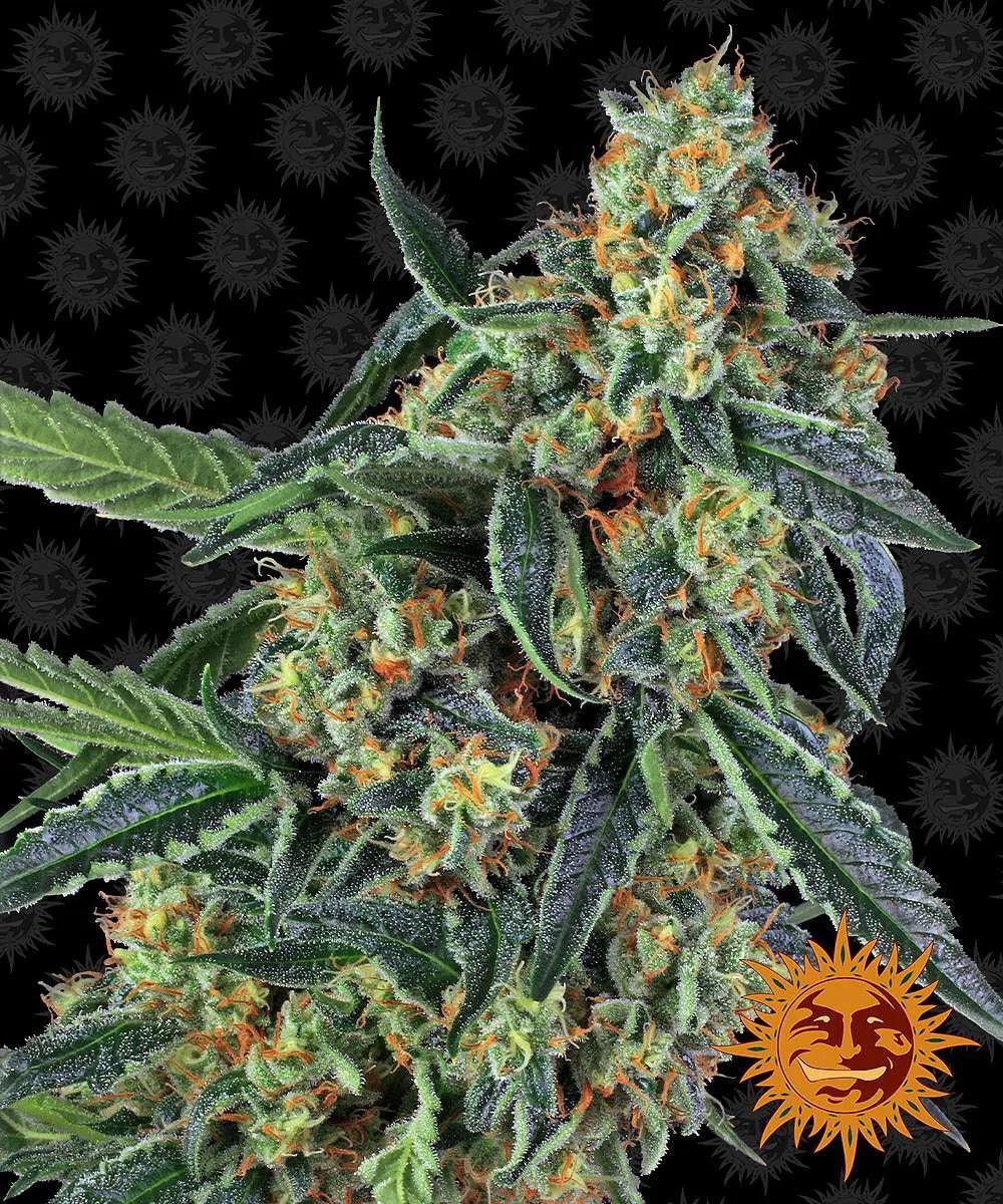 Cookies Kush cannabis seeds indica high THC sweet kush strain EU