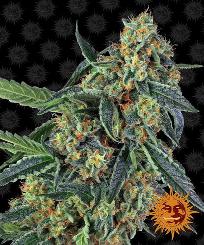 Cookies Kush cannabis seeds indica high THC sweet kush strain EU