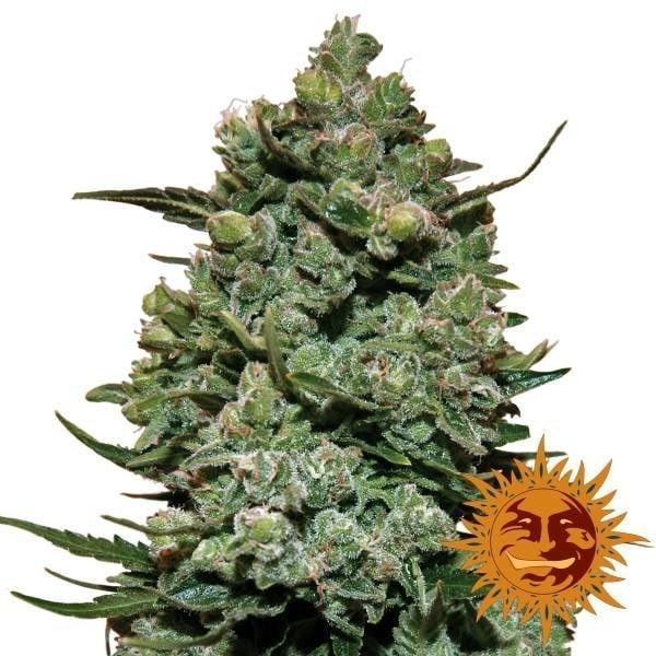 Cookies Kush strain cannabis seeds relaxing indica strong genetics EU