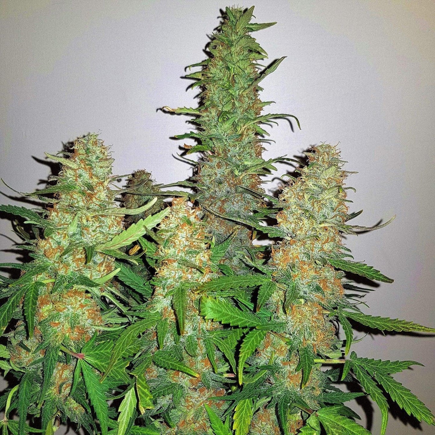 Critical Kush strain cannabis seeds powerful indica genetics EU indoor