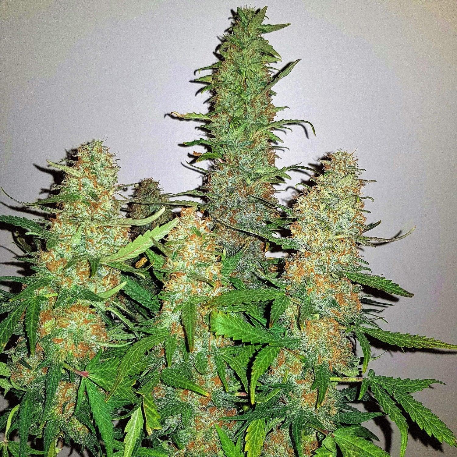 Critical Kush strain cannabis seeds powerful indica genetics EU indoor