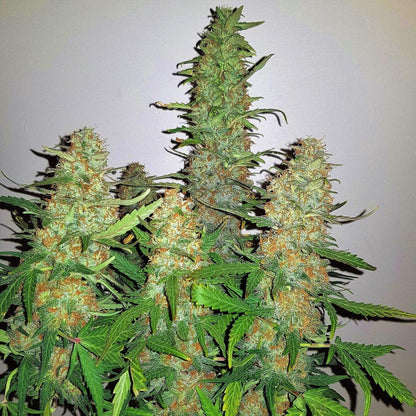 Critical Kush strain cannabis seeds powerful indica genetics EU indoor