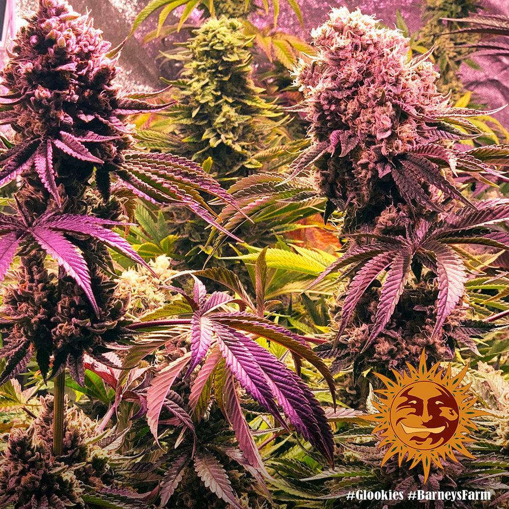 Glookies strain cannabis seeds balanced hybrid premium genetics EU