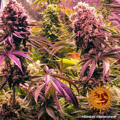 Glookies strain cannabis seeds balanced hybrid premium genetics EU